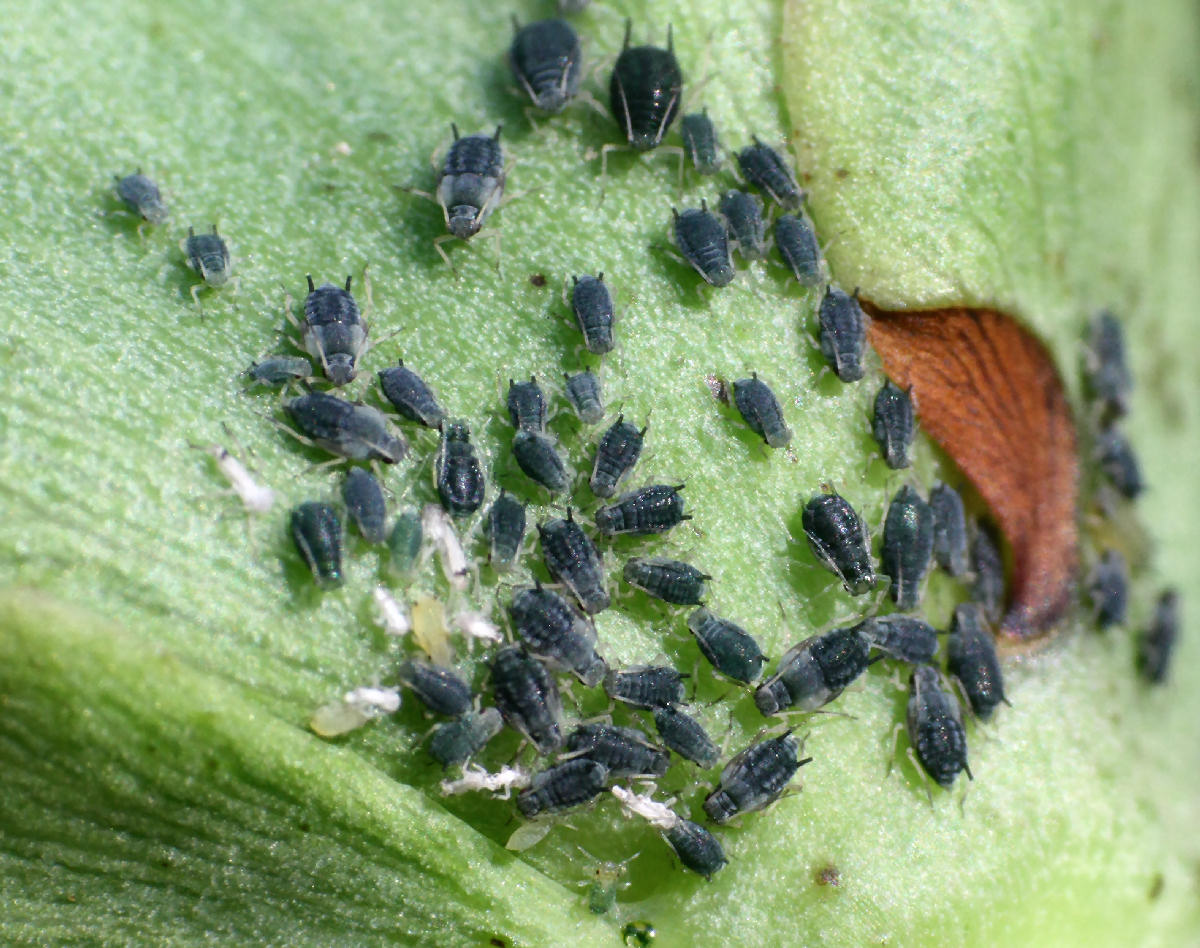 Aphis (Aphis) gossypii della Lombardia (MB)